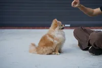 Athena, a female Pomeranian for sale in Fort Lauderdale, FL – 6 of 8