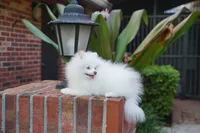 Lina, a female Pomeranian for sale in Fort Lauderdale, FL – 5 of 9