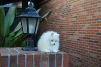 Lina, a female Pomeranian for sale in Fort Lauderdale, FL – 8 of 9