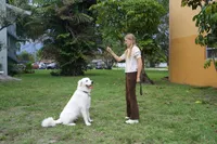 Elsa, a female Great Pyrenees for sale in Fort Lauderdale, FL – 5 of 6