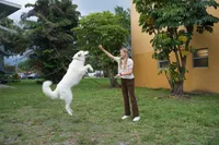 Elsa, a female Great Pyrenees for sale in Fort Lauderdale, FL – 6 of 6