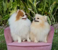 Daisy, a female Pomeranian for sale in Fort Lauderdale, FL – 9 of 10