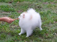 Daisy, a female Pomeranian for sale in Fort Lauderdale, FL – 4 of 10
