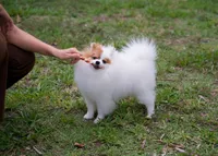 Daisy, a female Pomeranian for sale in Fort Lauderdale, FL – 2 of 10