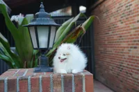 Lina, a female Pomeranian for sale in Fort Lauderdale, FL – 6 of 9