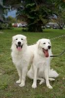 Blue, a male Great Pyrenees for sale in Fort Lauderdale, FL – 5 of 5