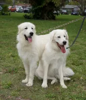 Elsa , a female Great Pyrenees for sale in Fort Lauderdale, FL – 8 of 9