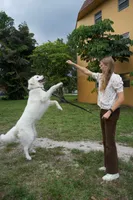 Elsa , a female Great Pyrenees for sale in Fort Lauderdale, FL – 6 of 9