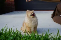 Athena, a female Pomeranian for sale in Fort Lauderdale, FL – 3 of 8