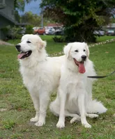 Blue, a male Great Pyrenees for sale in Fort Lauderdale, FL – 2 of 5