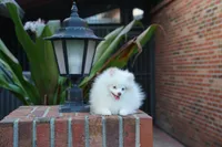 Lina, a female Pomeranian for sale in Fort Lauderdale, FL – 3 of 9