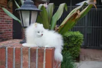 Lina, a female Pomeranian for sale in Fort Lauderdale, FL – 4 of 9