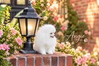 Angie, a female Pomeranian for sale in Fort Lauderdale, FL – 5 of 5