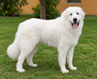 Blu (Baloo), a male Great Pyrenees for sale in Fort Lauderdale, FL – 2 of 3