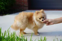 Athena, a female Pomeranian for sale in Fort Lauderdale, FL – 4 of 8