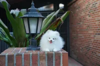 Lina, a female Pomeranian for sale in Fort Lauderdale, FL – 2 of 9