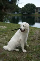 Elsa , a female Great Pyrenees for sale in Fort Lauderdale, FL – 2 of 9