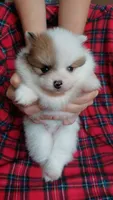 Daisy, a female Pomeranian for sale in Fort Lauderdale, FL – 5 of 10