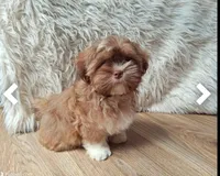 Melody, a female Shih Tzu for sale in Fort Lauderdale, FL – Photo 4 of 6