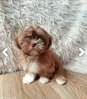 Melody, a female Shih Tzu for sale in Fort Lauderdale, FL – Photo 5 of 6