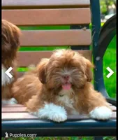 Melody, a female Shih Tzu for sale in Fort Lauderdale, FL – Photo 1 of 6