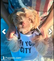 Melody, a female Shih Tzu for sale in Fort Lauderdale, FL – Photo 2 of 6