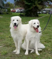 Elsa , a female Great Pyrenees for sale in Fort Lauderdale, FL – 7 of 9