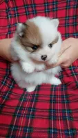 Daisy, a female Pomeranian for sale in Fort Lauderdale, FL – 7 of 10