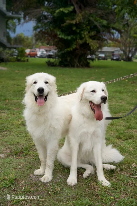 Elsa  – Great Pyrenees puppy for sale in Fort Lauderdale, FL
