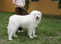 Elsa , a female Great Pyrenees for sale in Fort Lauderdale, FL – 9 of 9