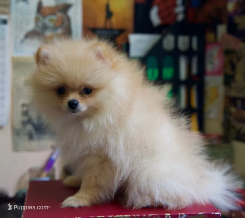 Teddy – Pomeranian puppy for sale in Fort Lauderdale, FL