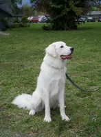 Elsa , a female Great Pyrenees for sale in Fort Lauderdale, FL – 5 of 9