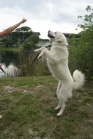 Elsa , a female Great Pyrenees for sale in Fort Lauderdale, FL – 3 of 9