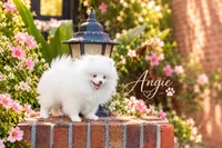 Angie, a female Pomeranian for sale in Fort Lauderdale, FL – 2 of 5