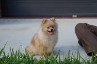 Athena, a female Pomeranian for sale in Fort Lauderdale, FL – 2 of 8