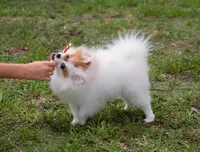 Daisy, a female Pomeranian for sale in Fort Lauderdale, FL – 3 of 10