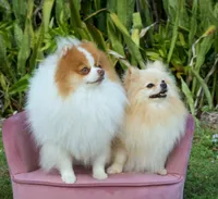 Daisy, a female Pomeranian for sale in Fort Lauderdale, FL – 10 of 10