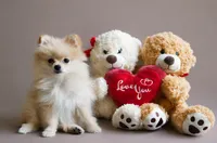 Athena , a female Pomeranian for sale in Fort Lauderdale, FL – 1 of 1