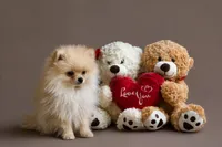 Teddy, a male Pomeranian for sale in Fort Lauderdale, FL – 3 of 3
