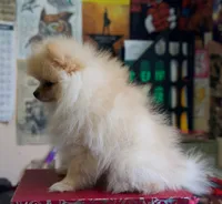 Teddy, a male Pomeranian for sale in Fort Lauderdale, FL – 2 of 3