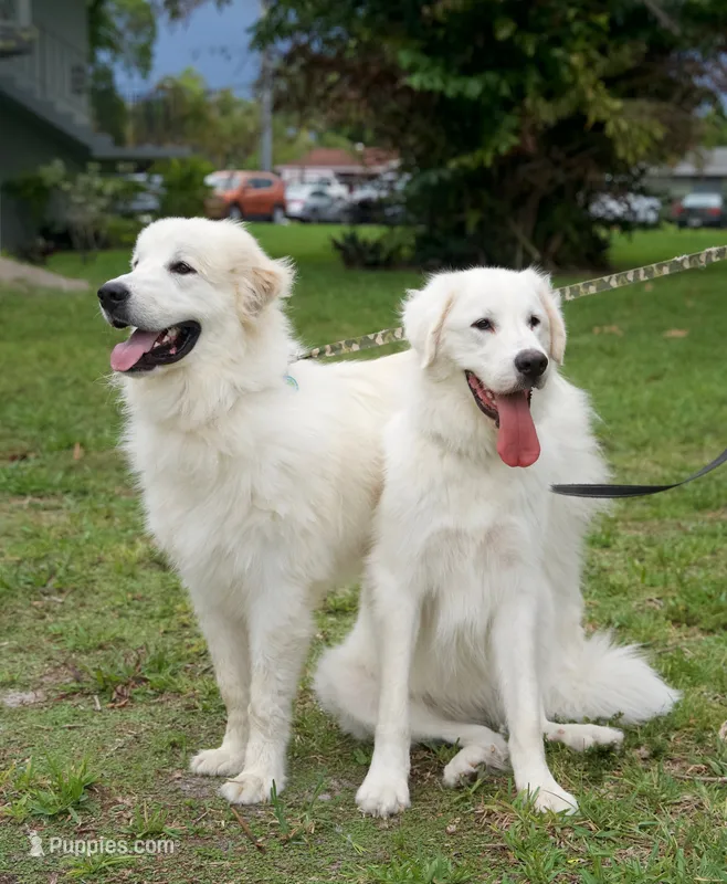 Blu – Great Pyrenees puppy for sale in Fort Lauderdale, FL