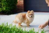 Athena, a female Pomeranian for sale in Fort Lauderdale, FL – 8 of 8