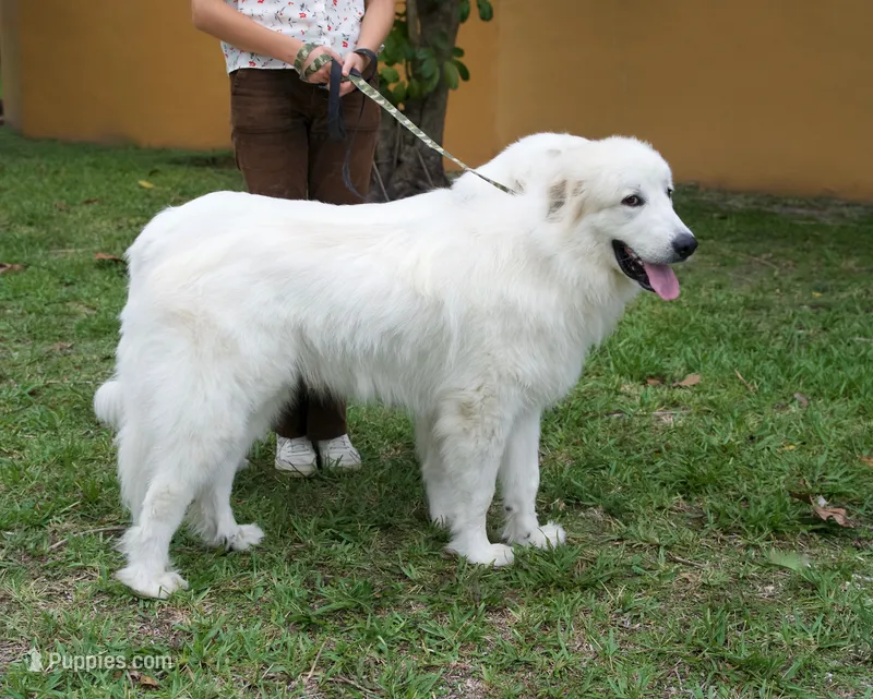 Blue – Great Pyrenees puppy for sale in Fort Lauderdale, FL