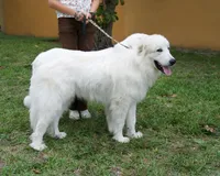 Blue, a male Great Pyrenees for sale in Fort Lauderdale, FL – 1 of 5