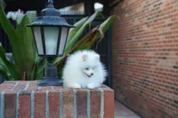 Lina, a female Pomeranian for sale in Fort Lauderdale, FL – 7 of 9