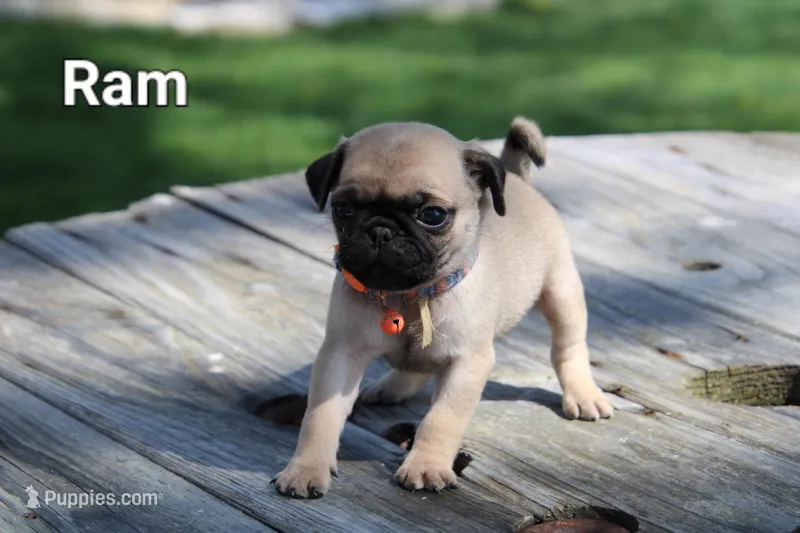 Ram – Pug puppy for sale in Brookville, OH