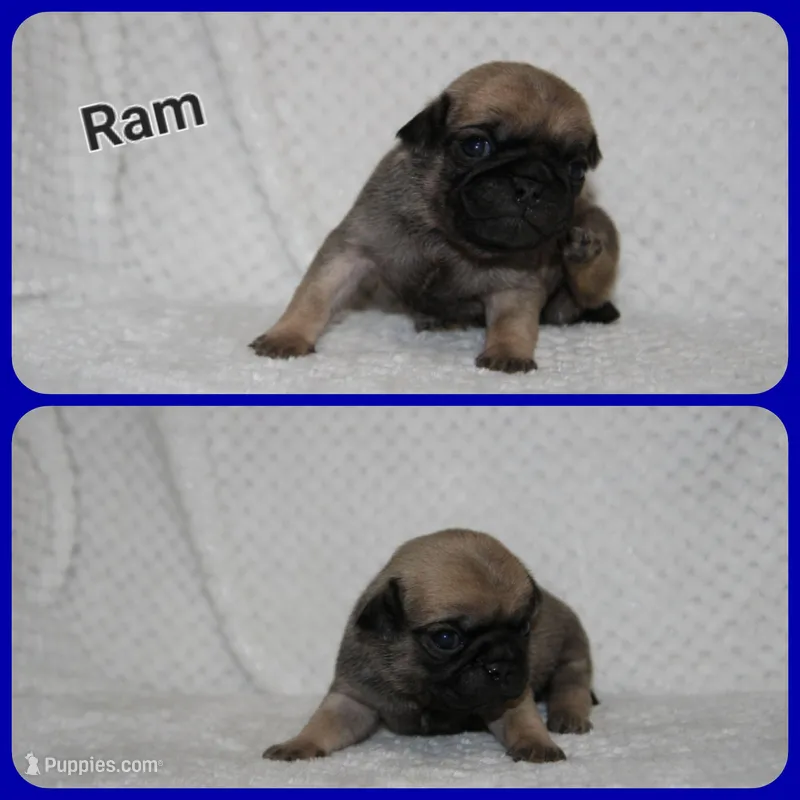 Ram – Pug puppy for sale in Brookville, OH