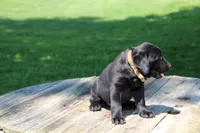 Mandy, a female Labrador Retriever for sale in Brookville, OH – 2 of 4