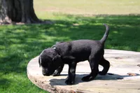 Randy, a male Labrador Retriever for sale in Brookville, OH – 4 of 5