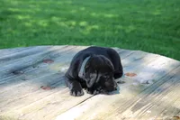 Landy, a female Labrador Retriever for sale in Brookville, OH – 4 of 4